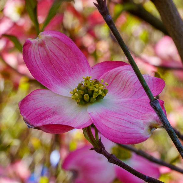Pink Flowering Dogwood