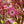 Load image into Gallery viewer, Pink Flowering Dogwood - Dogwood Tree - Flowering Trees