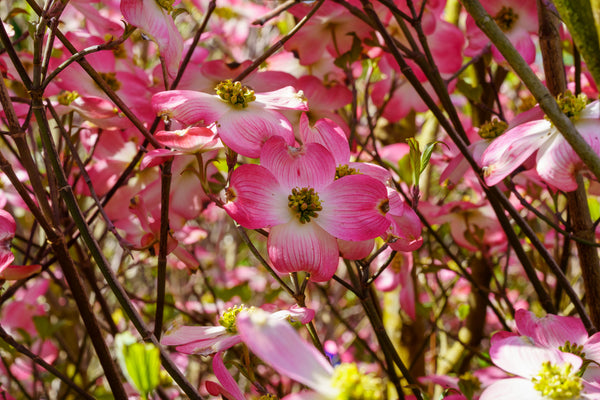 Pink Flowering Dogwood