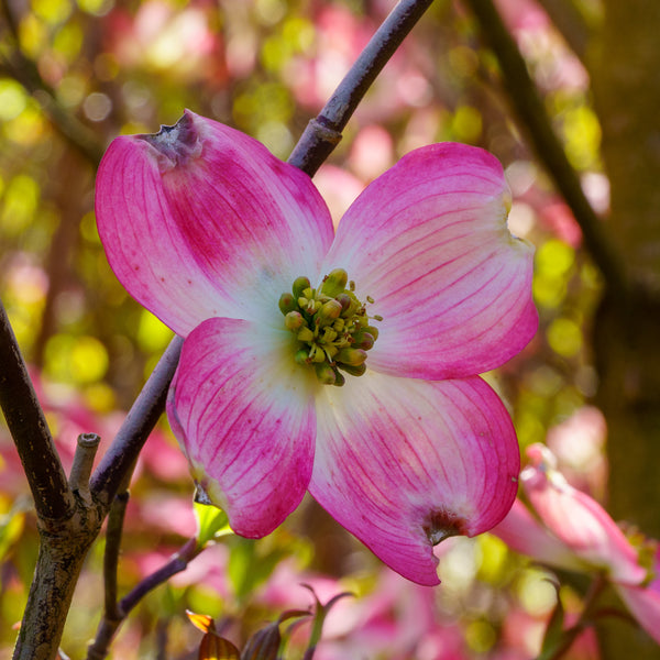 Pink Flowering Dogwood