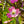 Load image into Gallery viewer, Pink Flowering Dogwood - Dogwood Tree - Flowering Trees