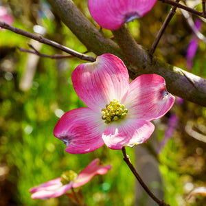 Pink Flowering Dogwood