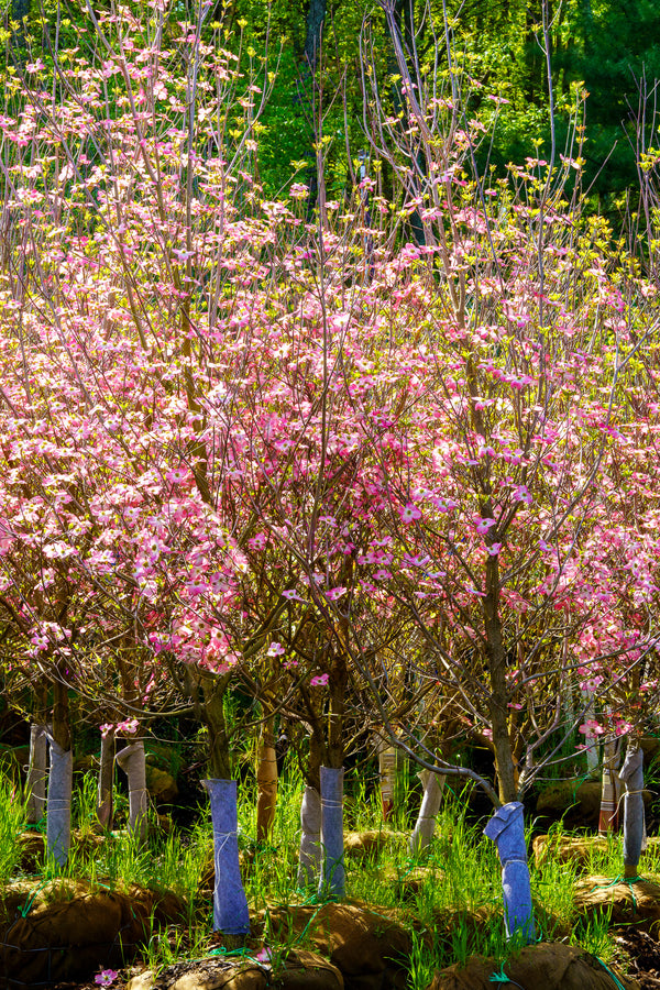 Pink Flowering Dogwood