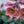 Load image into Gallery viewer, Pink Frost Lenten Rose