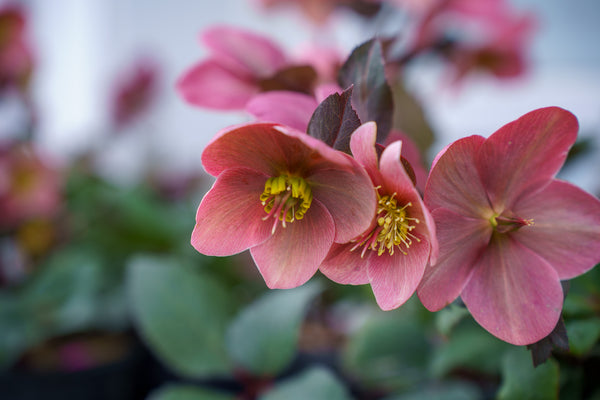 Pink Frost Lenten Rose