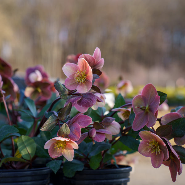 Pink Frost Lenten Rose