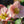 Load image into Gallery viewer, Pink Frost Lenten Rose