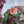 Load image into Gallery viewer, Pink Frost Lenten Rose