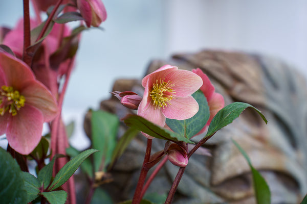 Pink Frost Lenten Rose