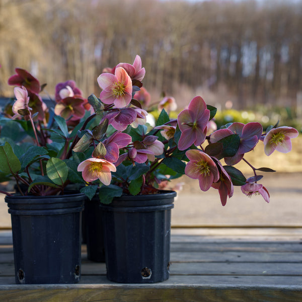 Pink Frost Lenten Rose