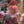 Load image into Gallery viewer, Pink Frost Lenten Rose