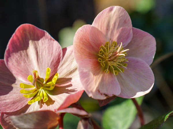 Pink Frost Lenten Rose