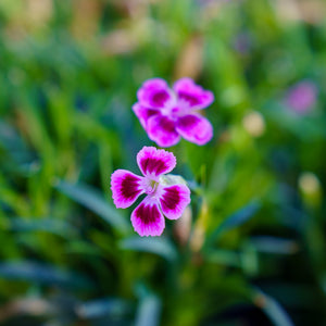 Pink Kisses Dianthus