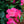 Load image into Gallery viewer, Pink Knock Out Rose - Rose - Shrubs