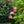 Load image into Gallery viewer, Pink Knock Out Rose - Rose - Shrubs