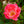 Load image into Gallery viewer, Pink Knock Out Rose - Rose - Shrubs