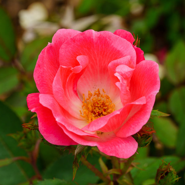 Pink Knock Out Rose