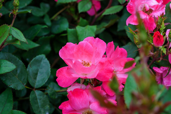 Pink Knock Out Rose