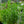 Load image into Gallery viewer, Pink Manners Obedient Plant