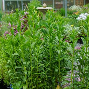 Pink Manners Obedient Plant