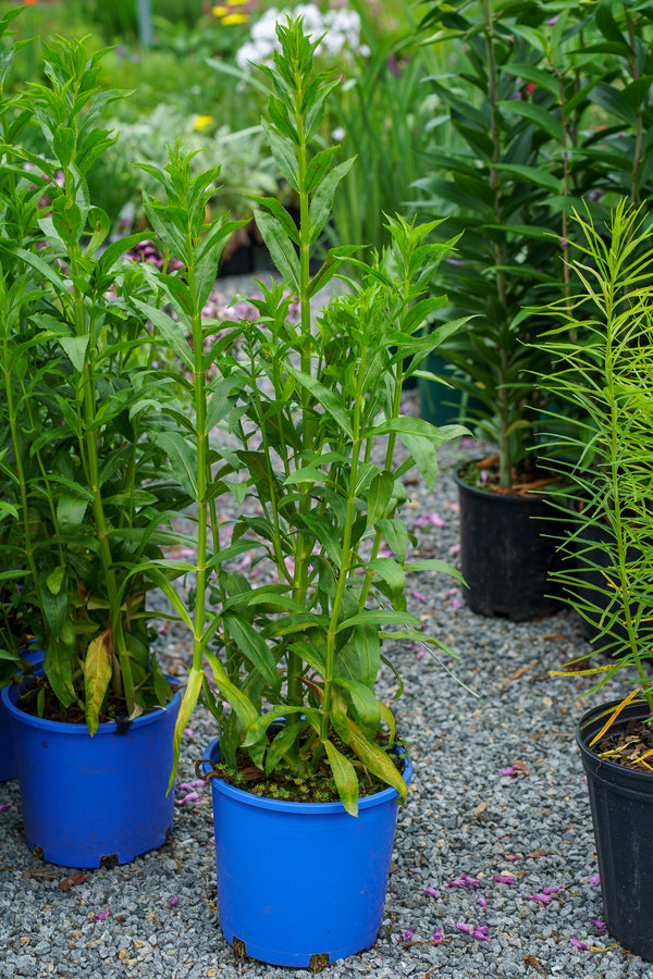 Pink Manners Obedient Plant