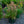 Load image into Gallery viewer, Pink Pearls Hyssop