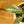 Load image into Gallery viewer, Pink Princess Philodendron