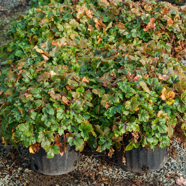 Pink Revolution Foamy Bells