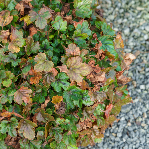 Pink Revolution Foamy Bells