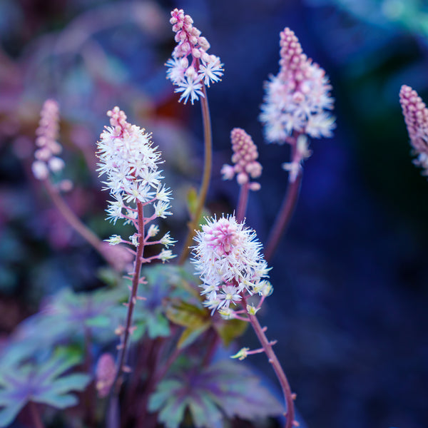 Pink Skyrocket Foamflower