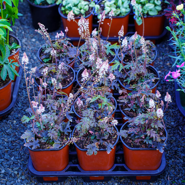 Pink Skyrocket Foamflower