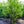 Load image into Gallery viewer, Rosea Star Magnolia