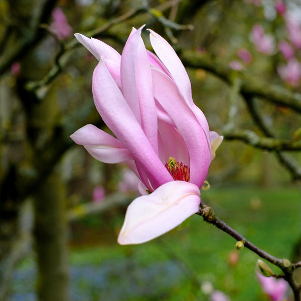 Rosea Star Magnolia