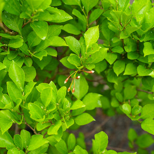 Pink Trinket Japanese Snowbell