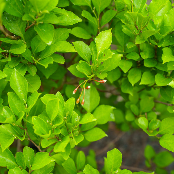 Pink Trinket Japanese Snowbell