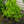 Load image into Gallery viewer, Pink Trinket Japanese Snowbell
