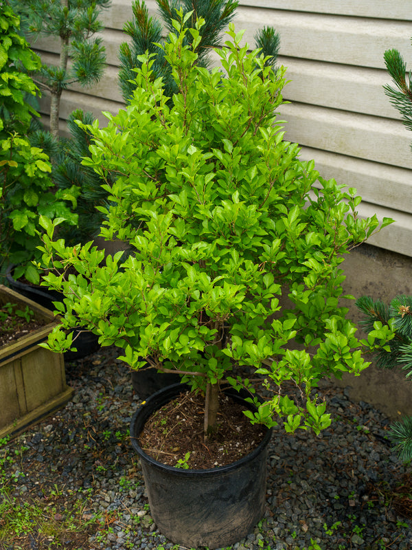 Pink Trinket Japanese Snowbell