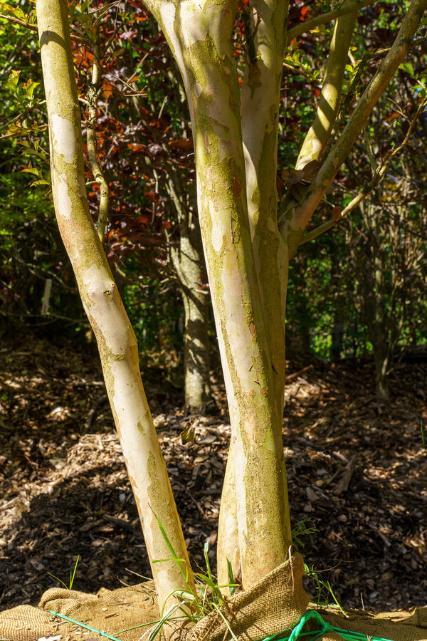 Pink Velour Crape Myrtle