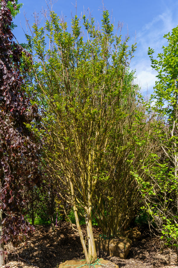Pink Velour Crape Myrtle