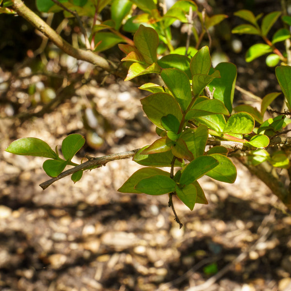 Pink Velour Crape Myrtle
