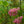Load image into Gallery viewer, Pink Velour Crape Myrtle