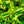 Load image into Gallery viewer, Pinky Winky Hydrangea - Hydrangea - Shrubs