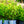 Load image into Gallery viewer, Pinky Winky Hydrangea - Hydrangea - Shrubs