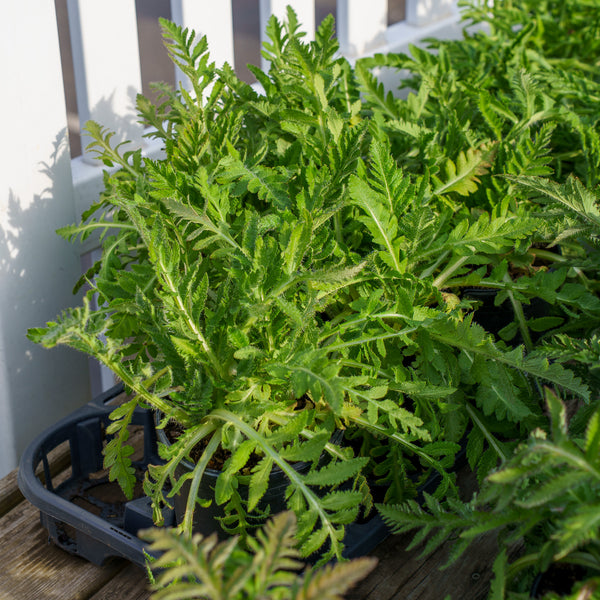 Pinnacle Oriental Poppy