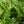 Load image into Gallery viewer, Pinnacle Oriental Poppy