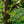 Load image into Gallery viewer, Pinocchio European Hornbeam