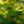 Load image into Gallery viewer, Pinocchio European Hornbeam