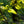 Load image into Gallery viewer, Pinocchio European Hornbeam
