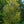 Load image into Gallery viewer, Pinocchio European Hornbeam