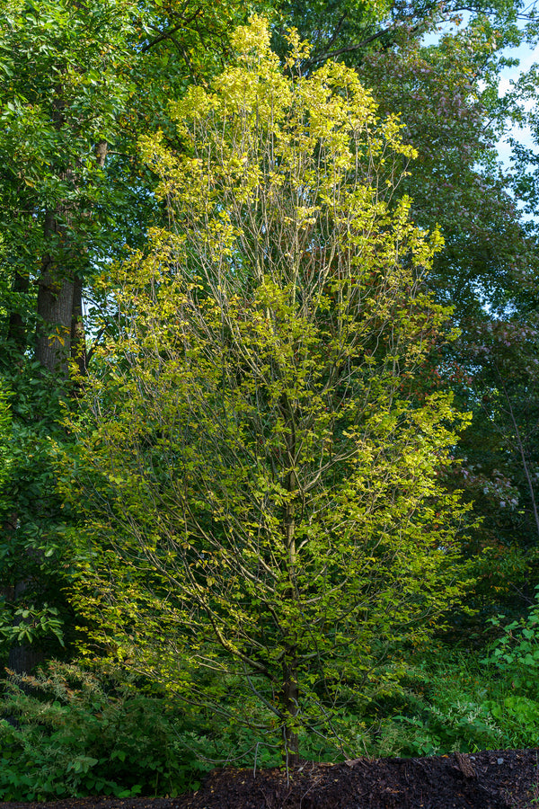 Pinocchio European Hornbeam